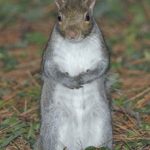 scoiattolo grigio