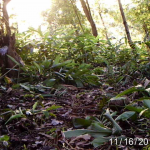 myanmarforest