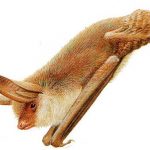 bechsteini