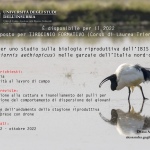 cartello_tesi_ibis_1_2022